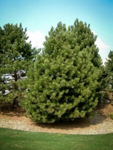 Сосна Чёрная (Pinus Nigra) купить по цене от 270.00р. в интернет-магазине «Посадика» с доставкой почтой в в Алагире и по всей России – [изображение №1].