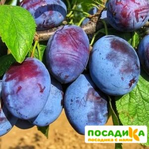 Слива Чачакская ранняя купить по цене от 229.00р. в интернет-магазине «Посадика» с доставкой почтой в в Алагире и по всей России – [изображение №1].