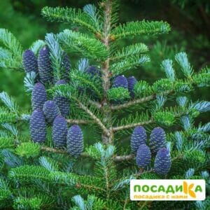 Пихта корейская (Abies koreana) купить по цене от 450.00р. в интернет-магазине «Посадика» с доставкой почтой в в Алагире и по всей России – [изображение №1].