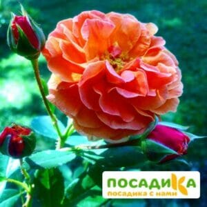 Роза Арабия купить по цене от 350.00р. в интернет-магазине «Посадика» с доставкой почтой в в Алагире и по всей России – [изображение №1].