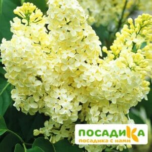 Сирень Примроуз (Primrose) купить по цене от 529.00р. в интернет-магазине «Посадика» с доставкой почтой в в Алагире и по всей России – [изображение №1].