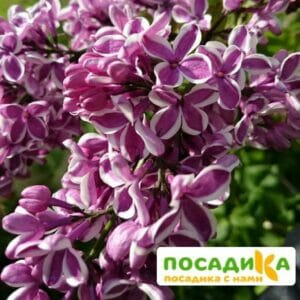 Сирень Сенсация купить по цене от 529.00р. в интернет-магазине «Посадика» с доставкой почтой в в Алагире и по всей России – [изображение №1].