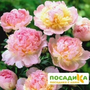 Пион Распберри Сандей (Paeonia Raspberry Sundae) купить по цене от 959р. в интернет-магазине «Посадика» с доставкой почтой в в Алагире и по всей России – [изображение №1].