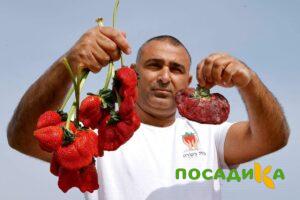 Клубника Гигант Джорнея купить по цене от 266р. в интернет-магазине «Посадика» с доставкой почтой в в Алагире и по всей России – [изображение №1].