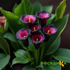 Калла Аура Лейс купить по цене от 400р. в интернет-магазине «Посадика» с доставкой почтой в в Алагире и по всей России – [изображение №1].