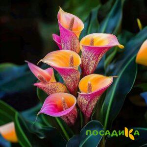 Калла Оникс купить по цене от 450р. в интернет-магазине «Посадика» с доставкой почтой в в Алагире и по всей России – [изображение №1].