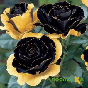Роза Ханни Сикл купить по цене от 700р. в интернет-магазине «Посадика» с доставкой почтой в в Алагире и по всей России – [изображение №1].