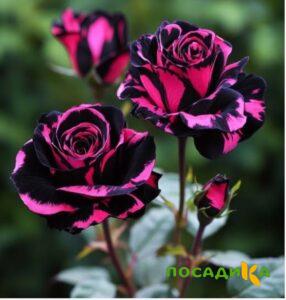 Роза Багровый Шепот купить по цене от 366р. в интернет-магазине «Посадика» с доставкой почтой в в Алагире и по всей России – [изображение №1].