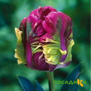 Тюльпан Экзотик Хэвен купить по цене от 186р. в интернет-магазине «Посадика» с доставкой почтой в в Алагире и по всей России – [изображение №1].