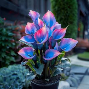 Калла Импрессия купить по цене от 590р. в интернет-магазине «Посадика» с доставкой почтой в в Алагире и по всей России – [изображение №1].