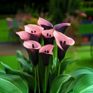 Калла Энигма купить по цене от 291р. в интернет-магазине «Посадика» с доставкой почтой в в Алагире и по всей России – [изображение №1].