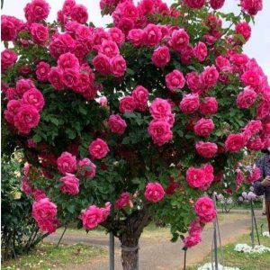 Роза Версаля купить по цене от 232р. в интернет-магазине «Посадика» с доставкой почтой в в Алагире и по всей России – [изображение №1].