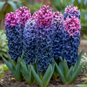Гиацинт Блю Спринг купить по цене от 2099р. в интернет-магазине «Посадика» с доставкой почтой в в Алагире и по всей России – [изображение №1].