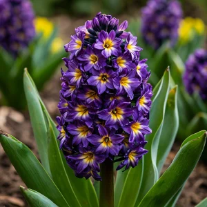 Гиацинт Вельвет Колор купить по цене от 2099р. в интернет-магазине «Посадика» с доставкой почтой в в Алагире и по всей России – [изображение №1].