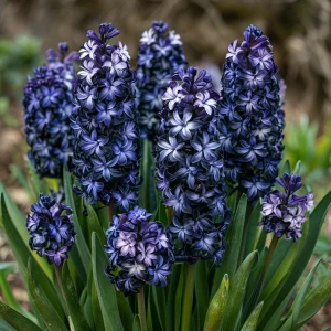 Гиацинт Блум Клауд купить по цене от 2099р. в интернет-магазине «Посадика» с доставкой почтой в в Алагире и по всей России – [изображение №1].