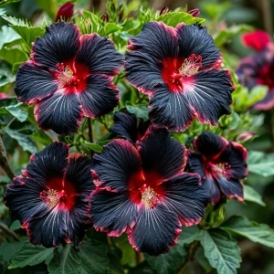 Гибискус садовый Файер Дэнсер купить по цене от 450р. в интернет-магазине «Посадика» с доставкой почтой в в Алагире и по всей России – [изображение №1].